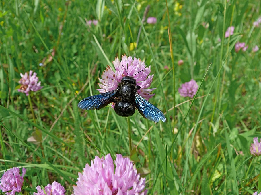 insects, carpenter bee, macro, nature, forage, flowering, spring HD wallpaper