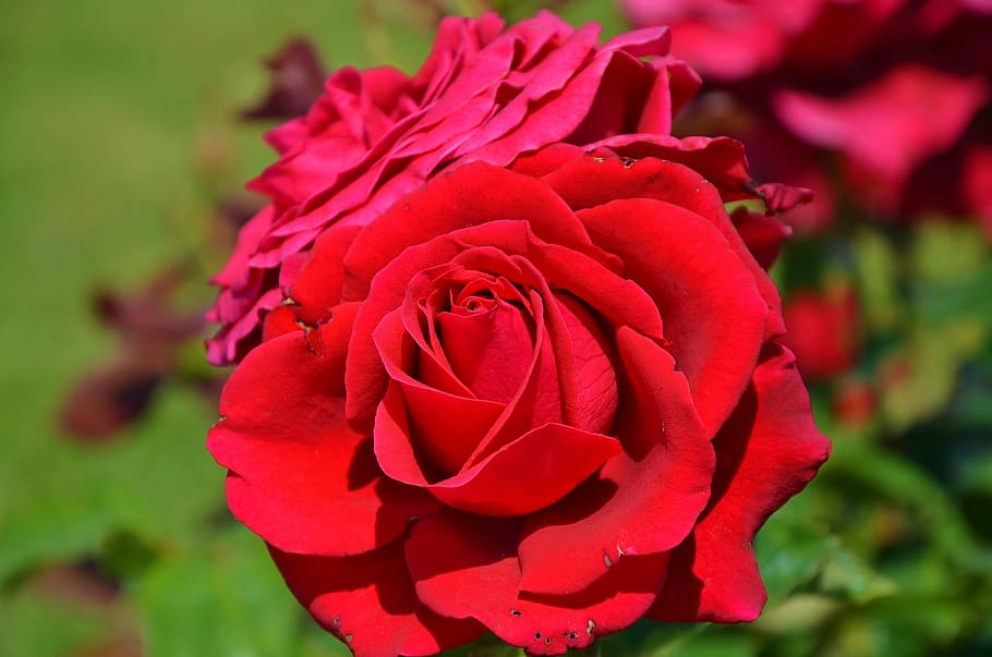 rose, flower, spring, summer, floral, leaf, nature, green, blossom HD wallpaper