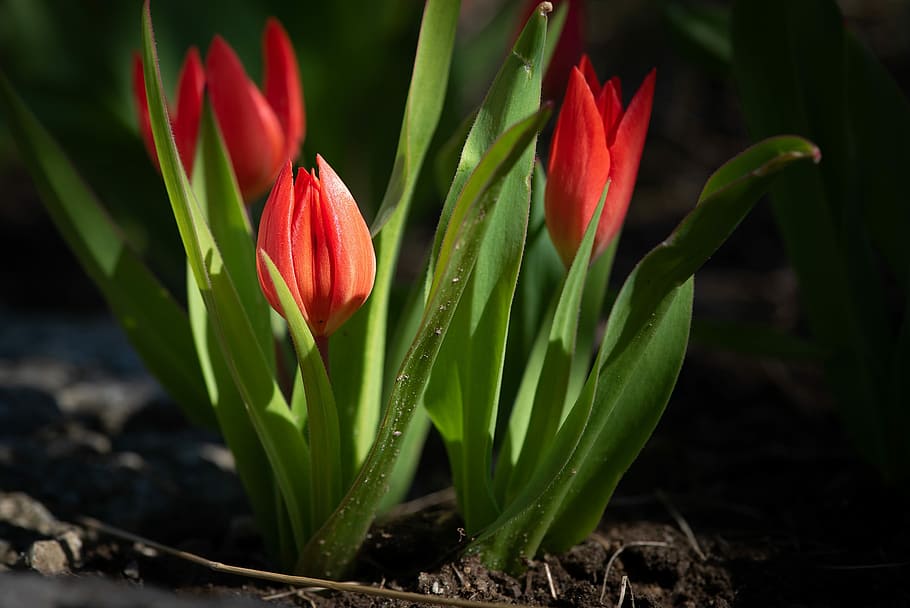tulips, red, red tulips, small, small tulips, garden, in the garden HD wallpaper