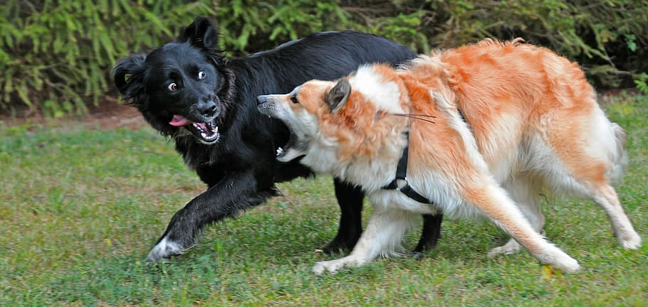 two dogs playing on grass field, Iceland Dog, Turbulent, Pack