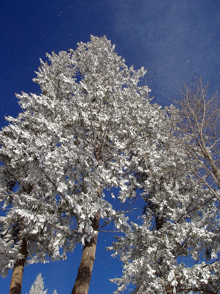 Trees, Snow, Covered, Winter, Nature, season, cold, frozen HD wallpaper