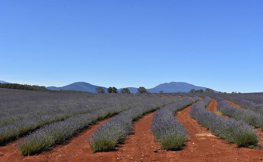 green grass field, australia, tasmania, lavender fields, blue sky, HD wallpaper