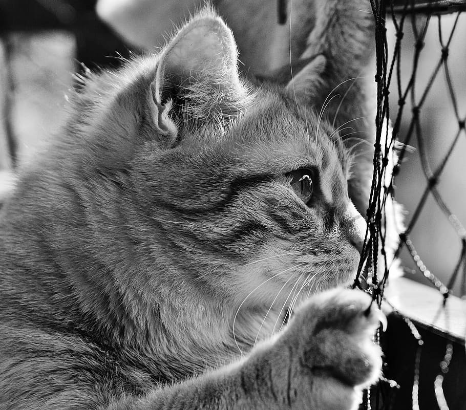 grayscale photography of cat in front of black net, black and white, HD wallpaper