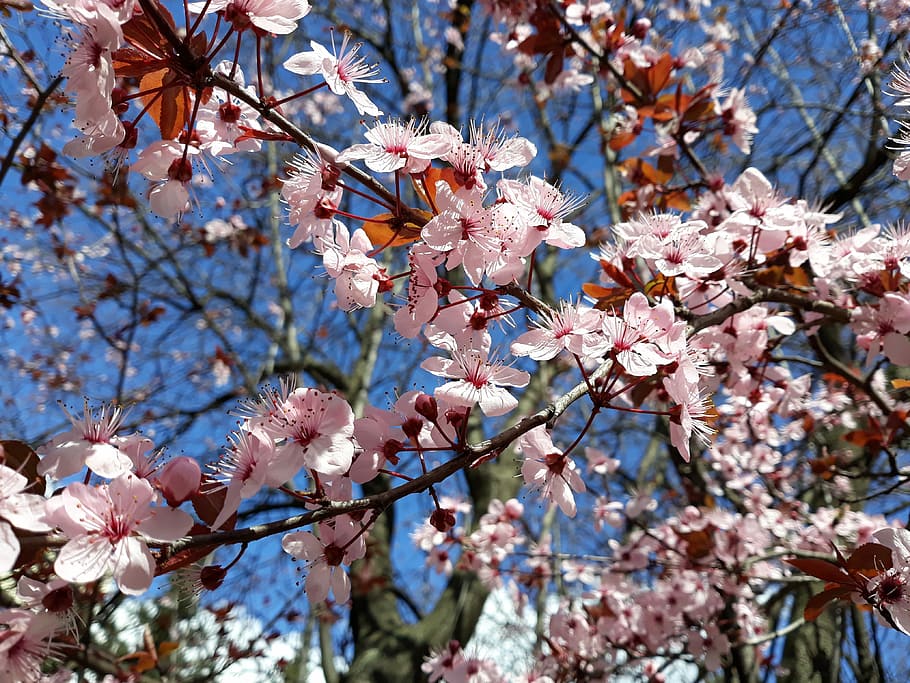 cherry, tree, flower, spring, flowering plant, fragility, freshness HD wallpaper