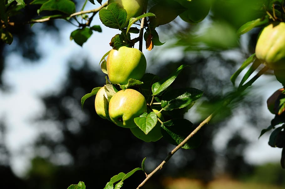 apple, nature, green, fruit, healthy eating, food and drink HD wallpaper