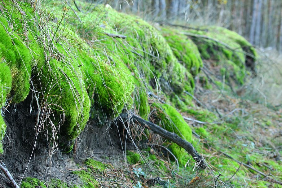 moss, forest, nature, root, root network, log, outdoors, plant HD wallpaper