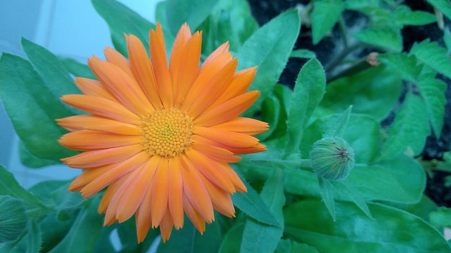 orange, flower, spring, calendula, bloom, pollen, open and closed HD wallpaper