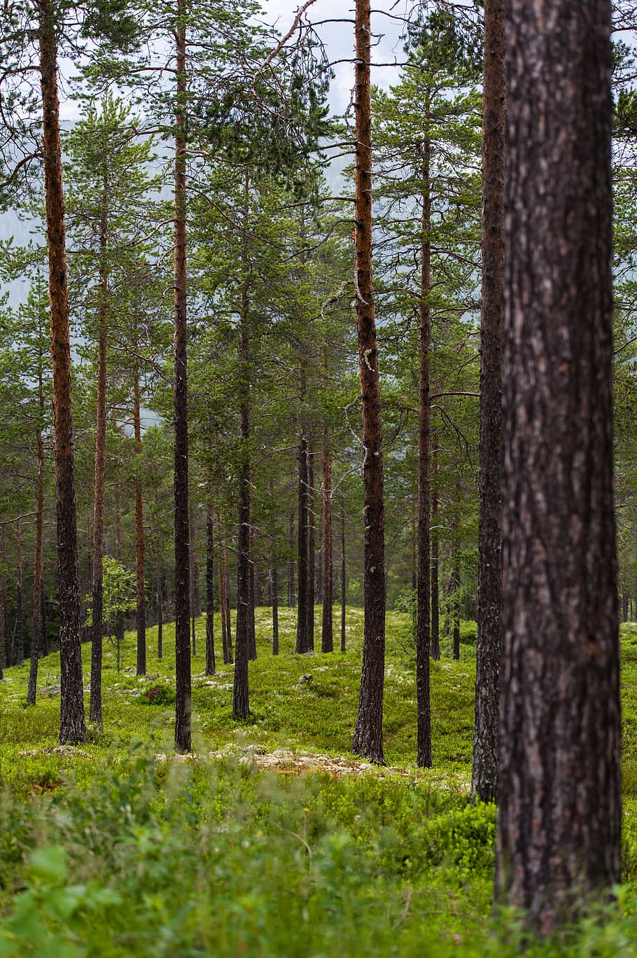 Forest, Meadow, Tree Trunks, Nature, landscape, hill, moss HD wallpaper