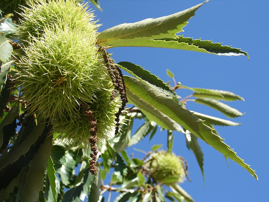 chestnut, castanea sativa, plant, growth, healthy eating, tree HD wallpaper