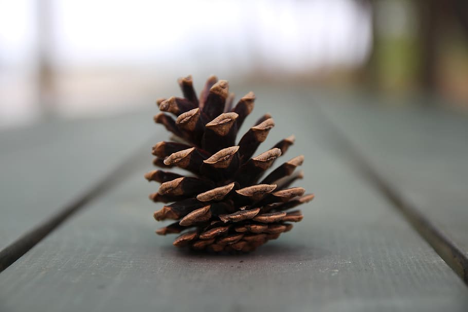 selective focus photography of pine cone on gray surface, wood HD wallpaper