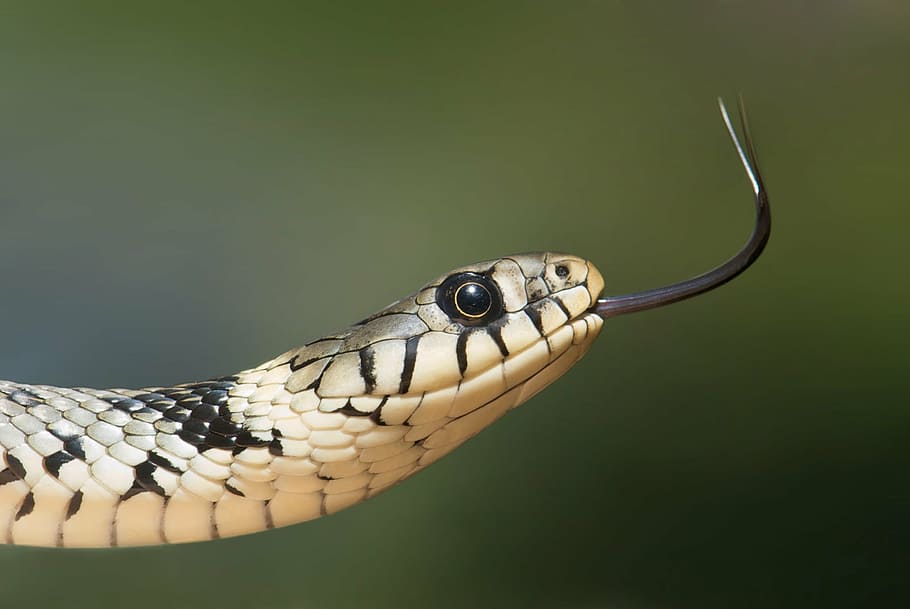brown and black python snake, grass snake, serpentes, natrix HD wallpaper