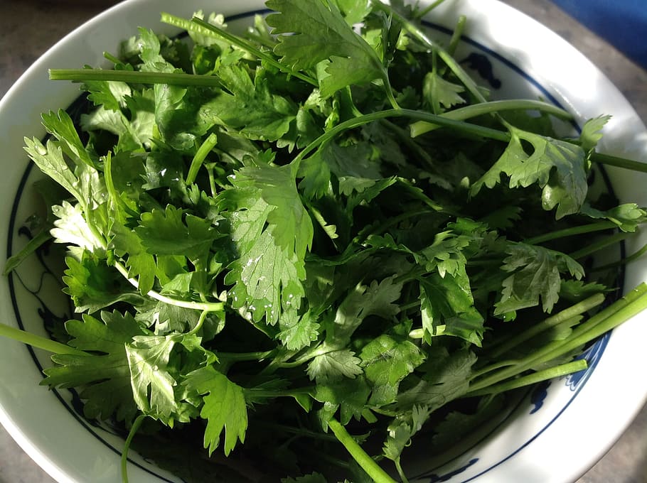 Coriander, Vegetable, Healthy, food, freshness, green Color HD wallpaper