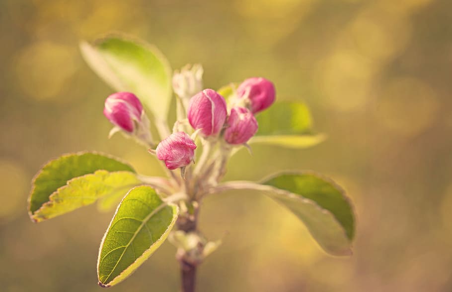 blossom, apple, spring, nature, plant, flower, bloom, green HD wallpaper