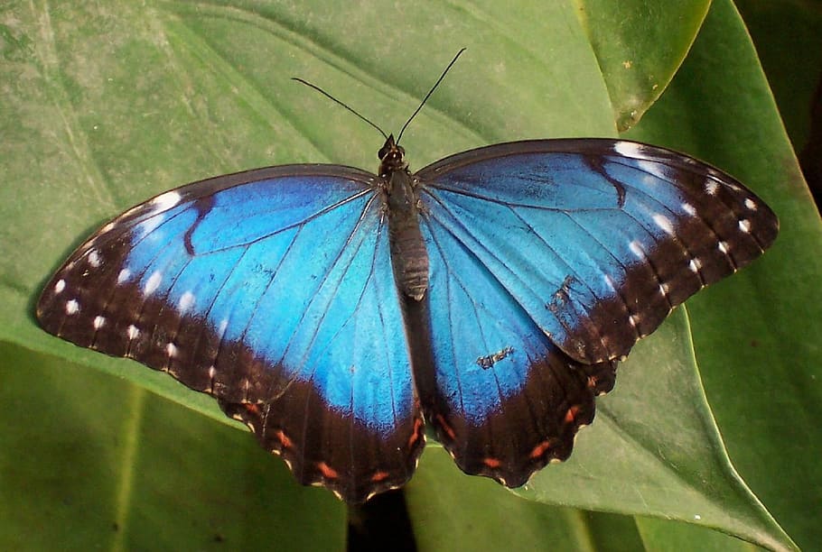 Blue Morpho Butterfly, Leaf, Plant, insect, wings, macro, colorful