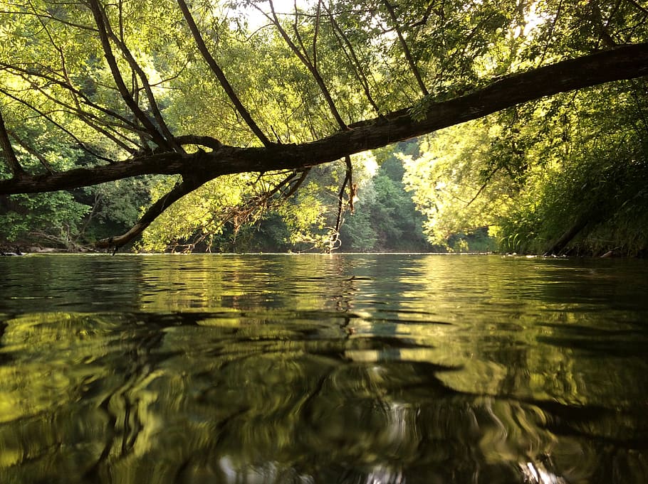 mur, water, river, nature, judenburg, styria, tree, plant, beauty in nature HD wallpaper