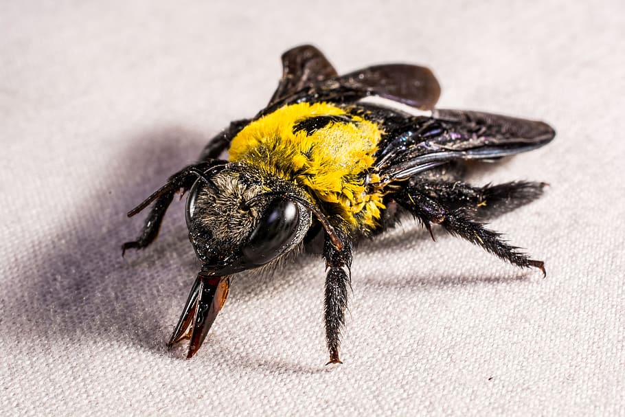 Insect, Beetle, Fly, Whopper, Close, animal, nature, macro HD wallpaper