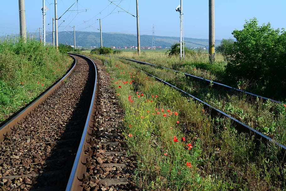 train, poppy, flower, grass, nature, railway, railroad, track HD wallpaper