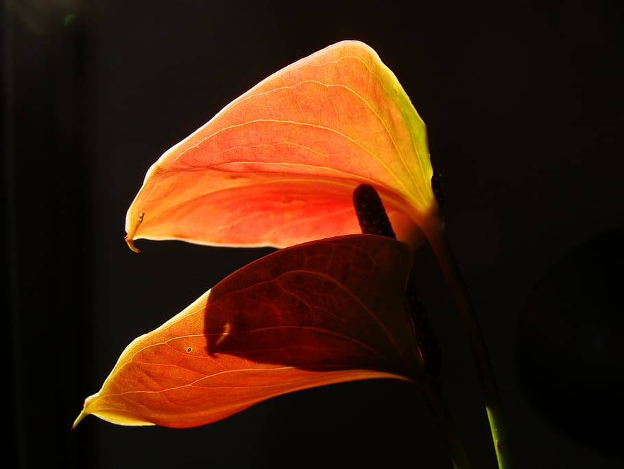 flower, contrast, backdrop, light, shadow, natural, bloom, floral HD wallpaper