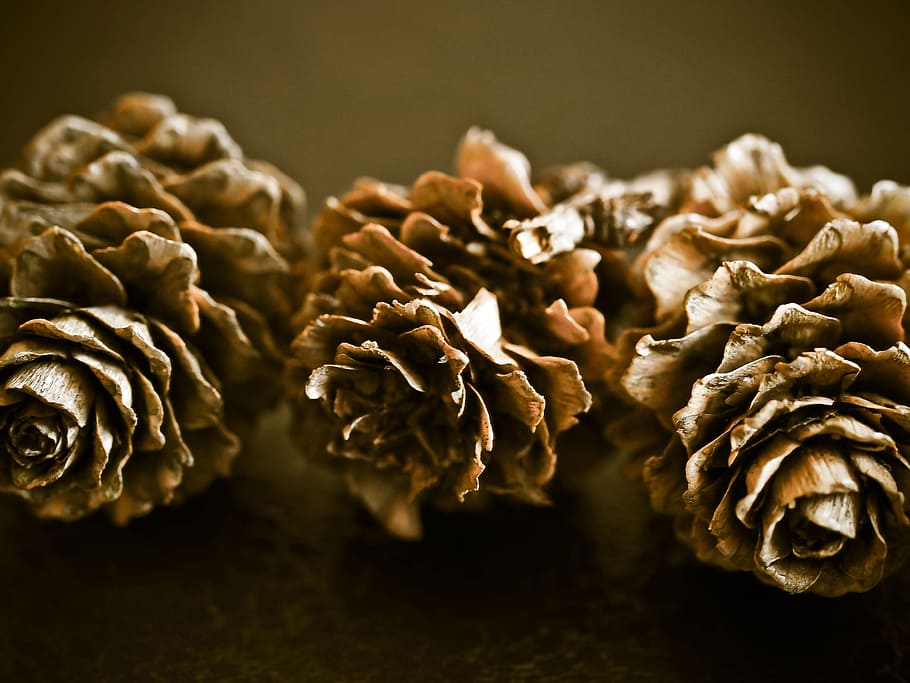 pine cones, fir, tap, tree, forest, nature, brown, softwood HD wallpaper