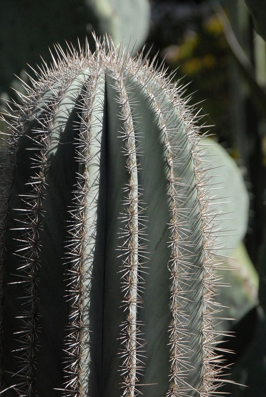 Cactus, Needle, Morocco, Marrakech, light, garden, chart, against day HD wallpaper