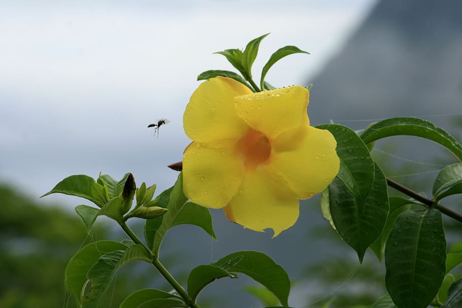 plant, nature, leaf, flower, insect, hibiscus yellow, field
