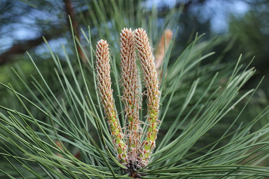pine, needles, plant, nature, growth, green color, beauty in nature HD wallpaper