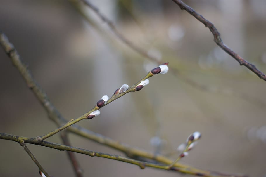 Basis, Branches, Tree, Spring, the basis of, nature, outdoors HD wallpaper