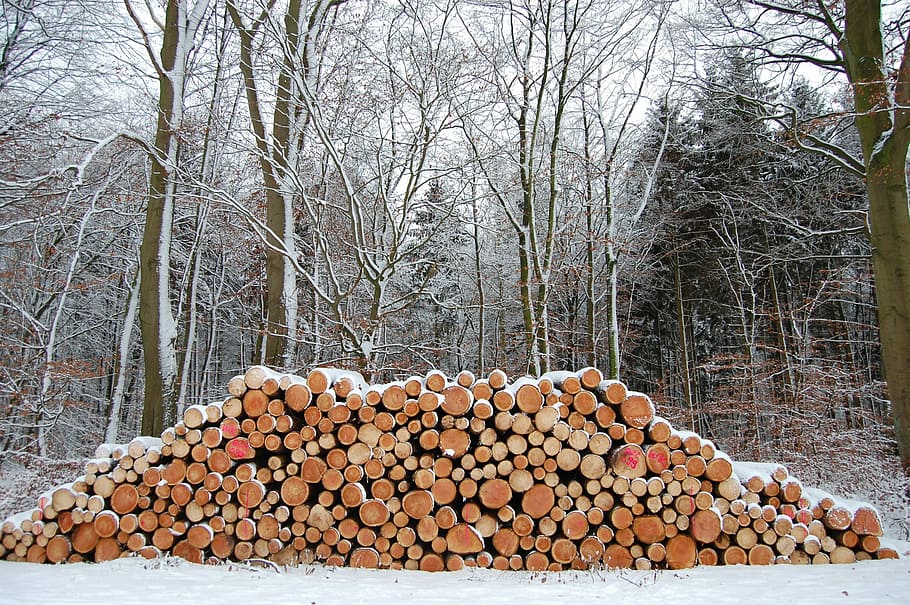 Winter, Wood, Stack, Log, Snowy, pile of wood, wintry, forest HD wallpaper