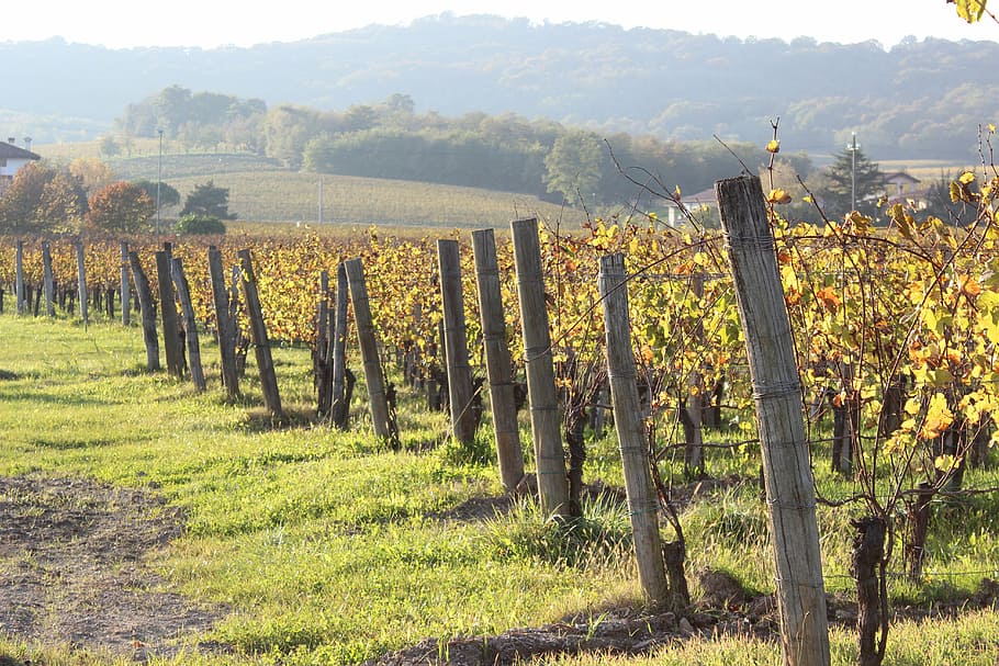 autumn, vineyard, grapes, fields, forest, nature, farm, countryside HD wallpaper