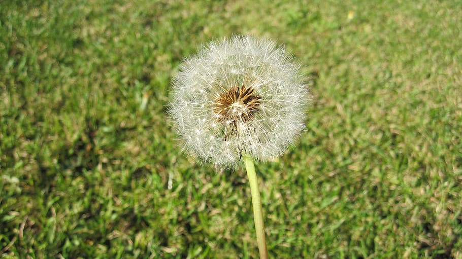 grass, green, weed, dandelion, plant, flower, flowering plant HD wallpaper