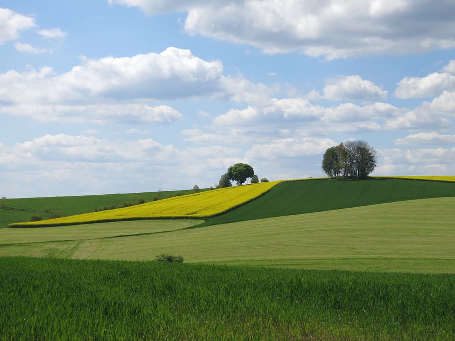 Landscape, Spring, Clouds, Agriculture, oilseed rape, sky, nature HD wallpaper