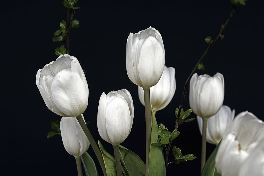 77 White Tulips Wallpaper Hd Picture - MyWeb