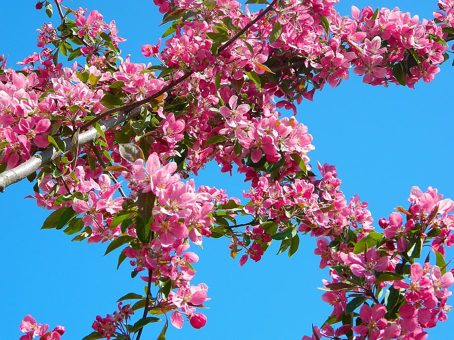 pink clustered flowers under blue clear sky, tree, nature, blue sky HD wallpaper
