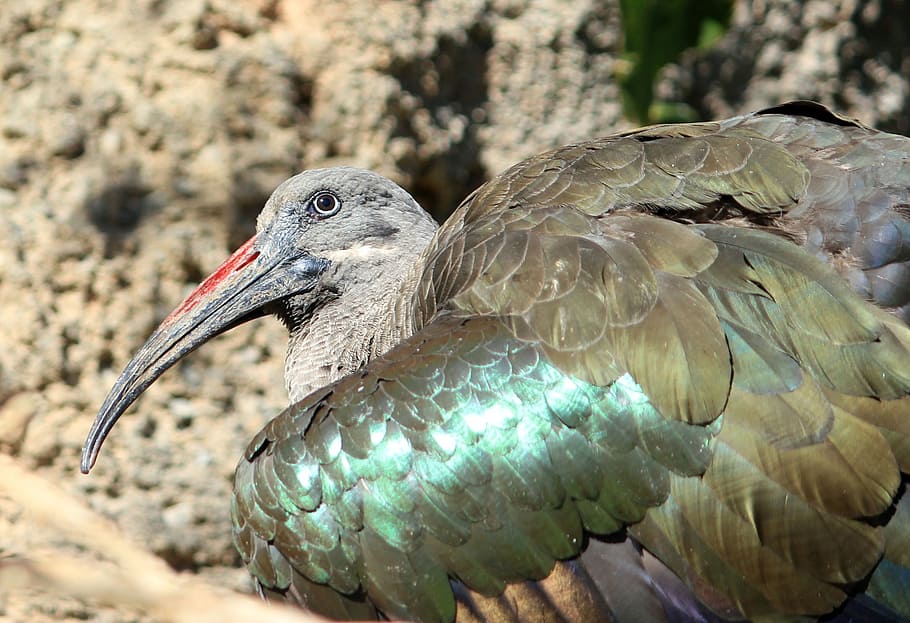 ibis, bird, fly, wings, feather, wildlife, beak, dom, outdoor HD wallpaper