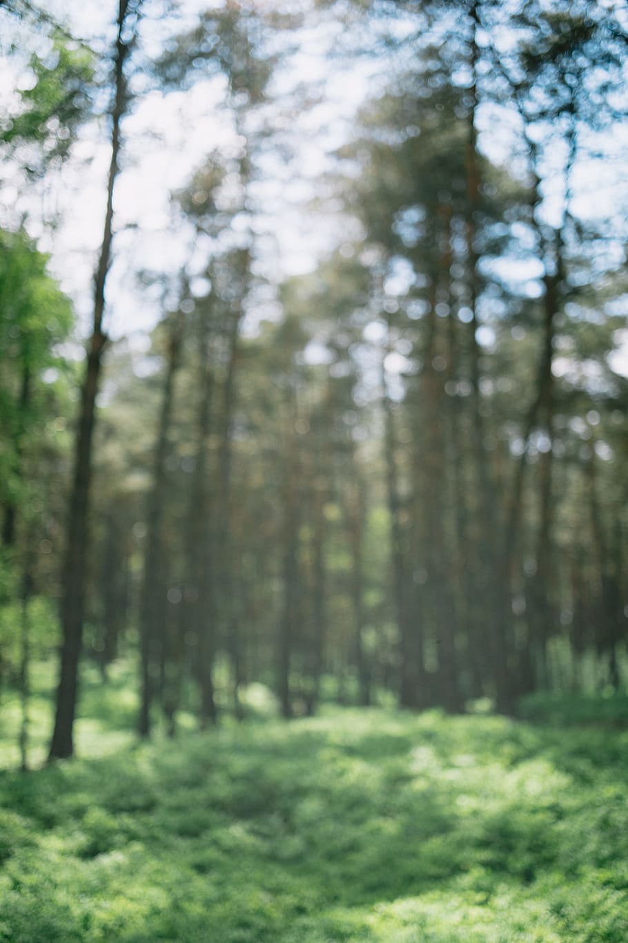 Spring forest, defocused, abstract, nature, tree, woodland, outdoors HD wallpaper