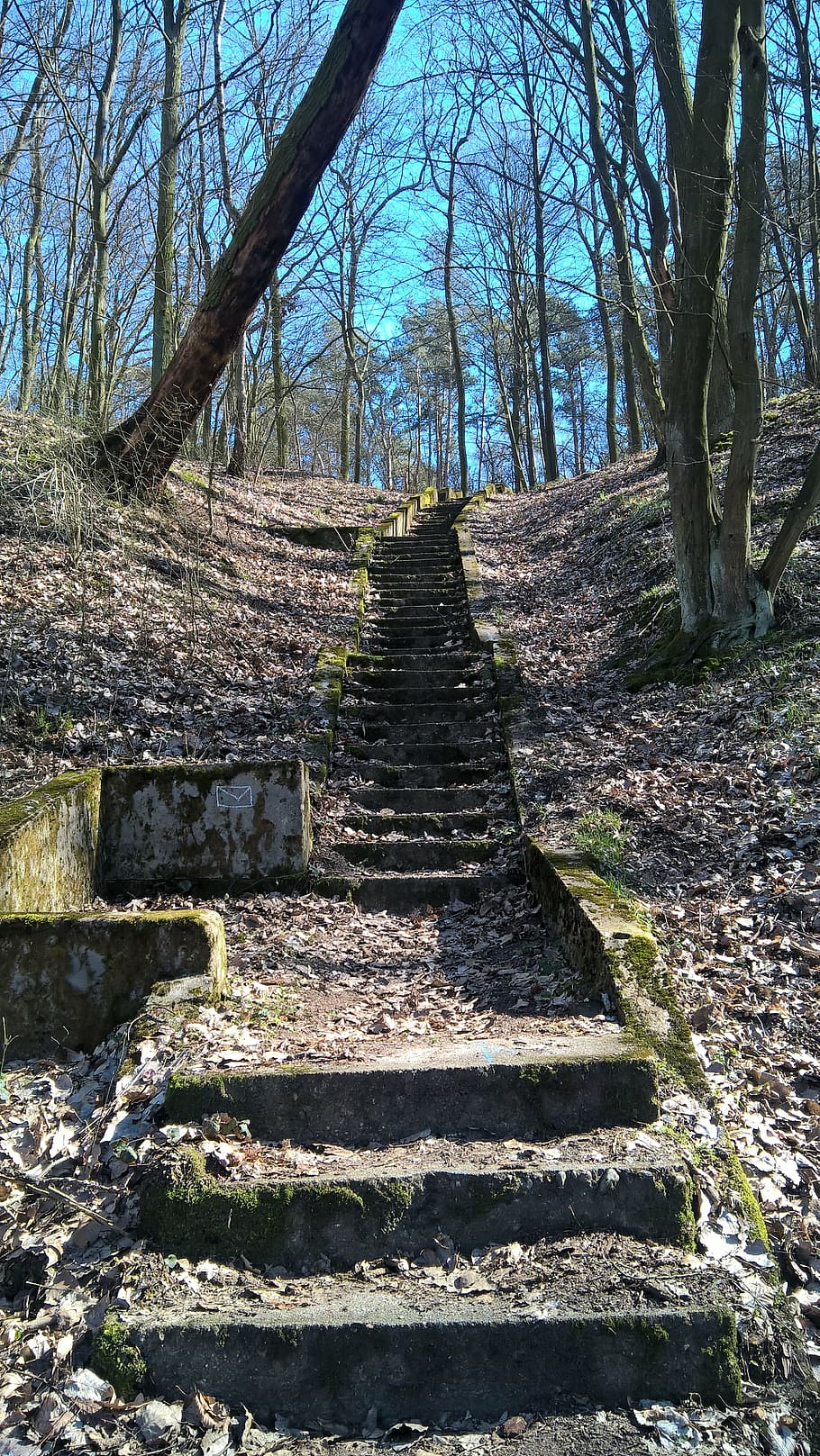 forest, stairs, old, tree, foliage, plant, nature, day, staircase HD wallpaper
