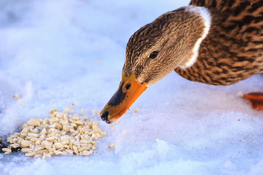 duck, mallard, eat, bread, snow, winter, cold, colorful, water bird HD wallpaper