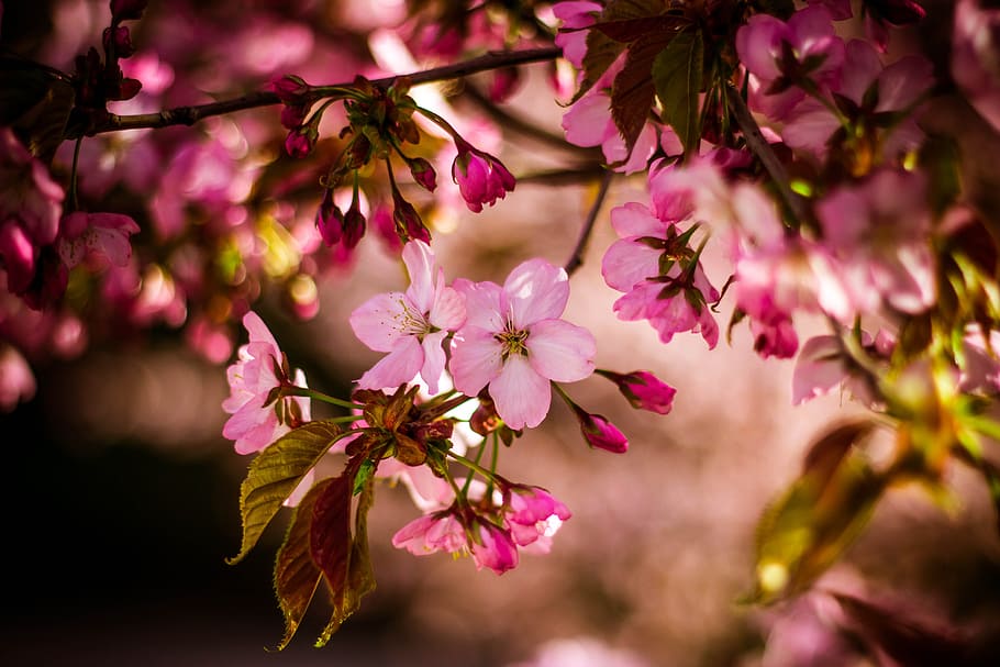 Pink 5 Petaled Flower in Close Up Photo at Daytime, blooming HD wallpaper