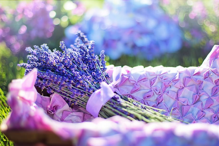 purple lavender on top of pink and white textile, fresh, flowers, HD wallpaper