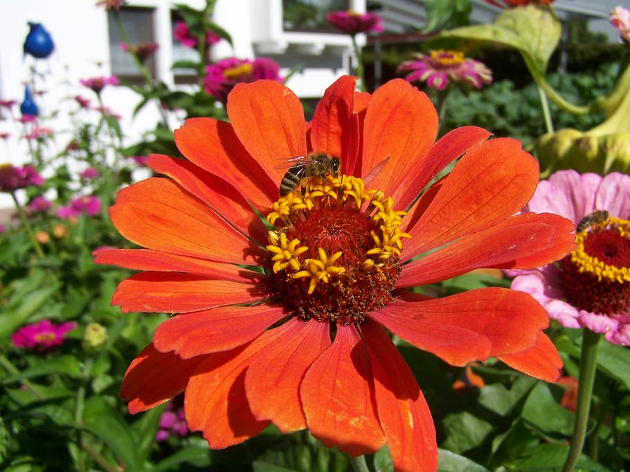 Cini, Red, Bee, Insect, Flower, cini red, garden, spring, summer HD wallpaper