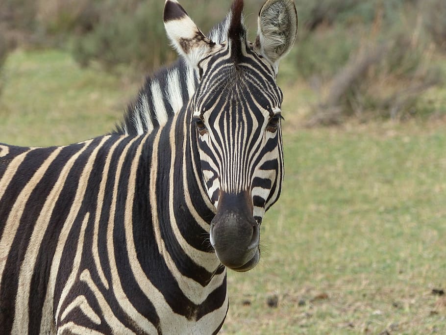 zebra during daytime, looking, head, standing, nature, wildlife HD wallpaper