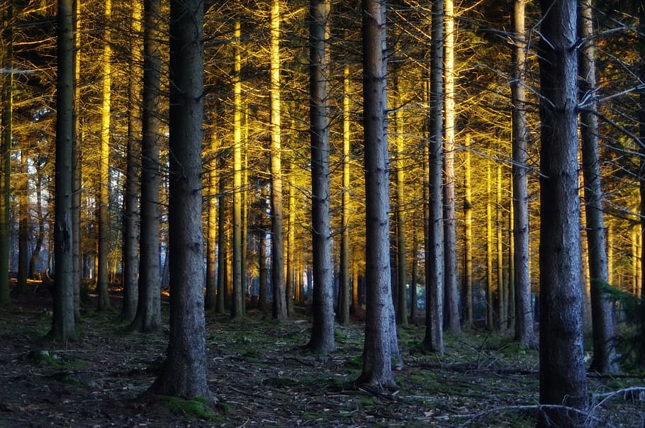 brown tree forest, Sunlight, Magic, Gold, trees, organic, agriculture HD wallpaper