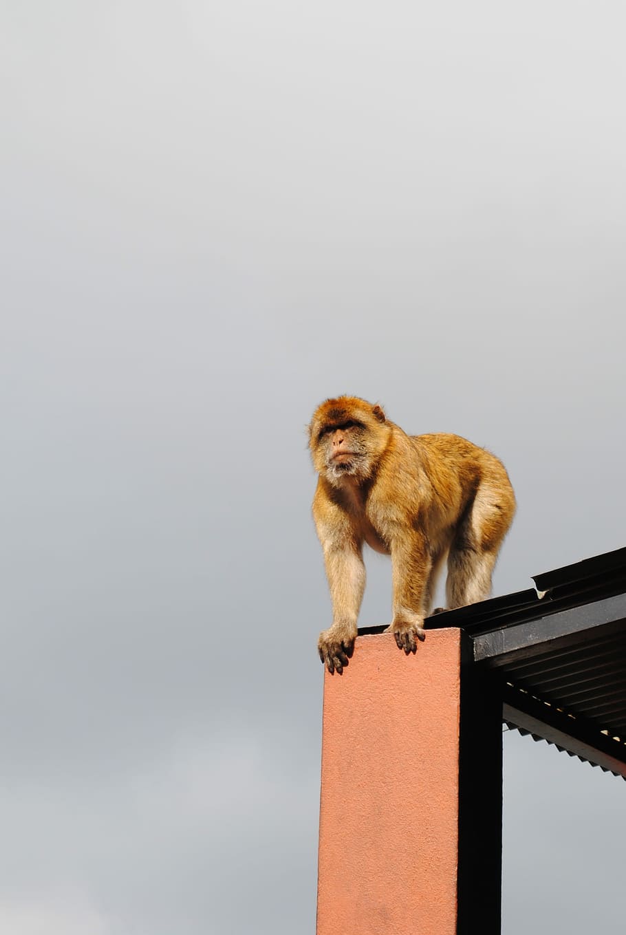 Monkey, Gibraltar, Spain, England, Coast, one animal, mammal HD wallpaper