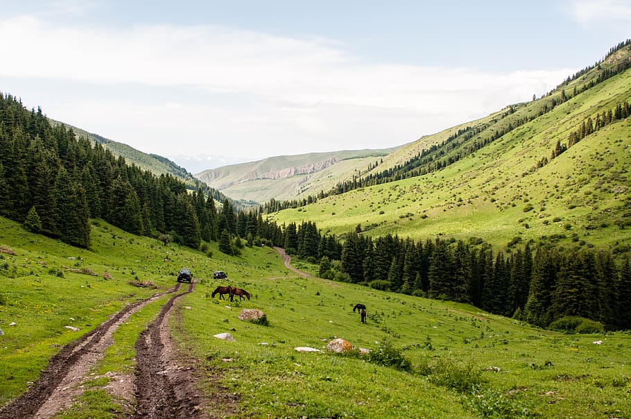 mountains, sky, summer, animals, horses, forest, efi, blue sky HD wallpaper