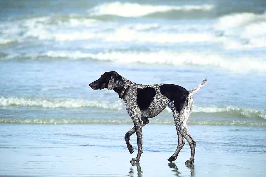 black and white pointer walks on seashore at daytime, beach, ocean