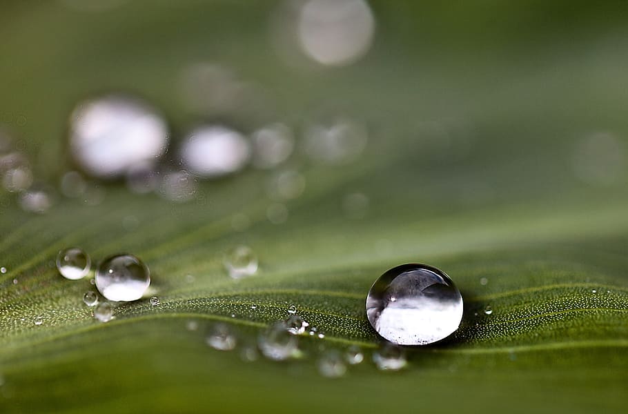 water drops on green leaf, drops of water, rain drops, nature, HD wallpaper