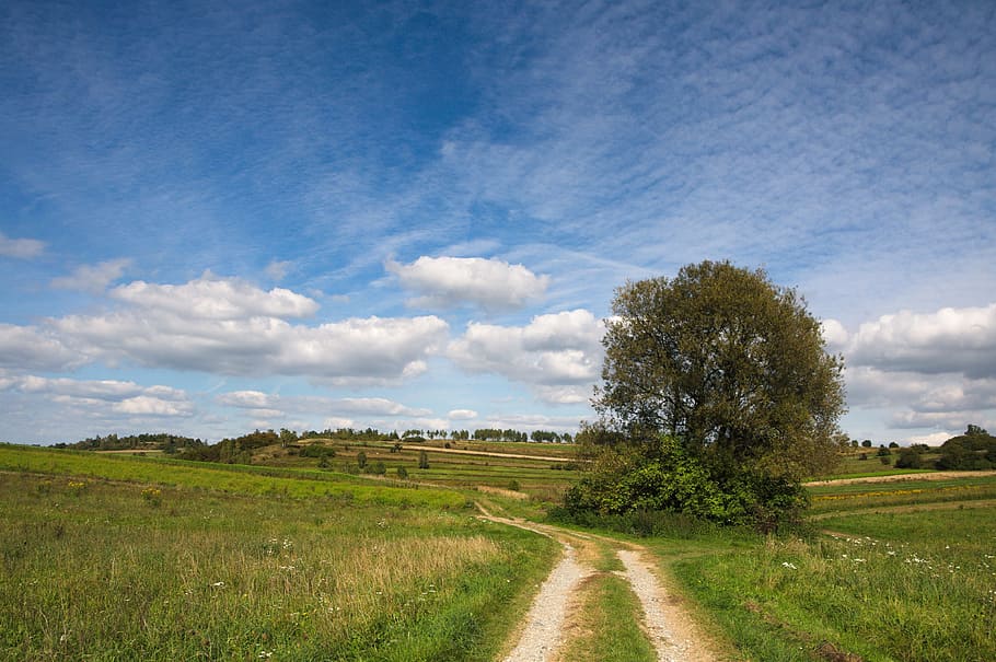 green grass field under white clouds and blue sky, Landscape HD wallpaper