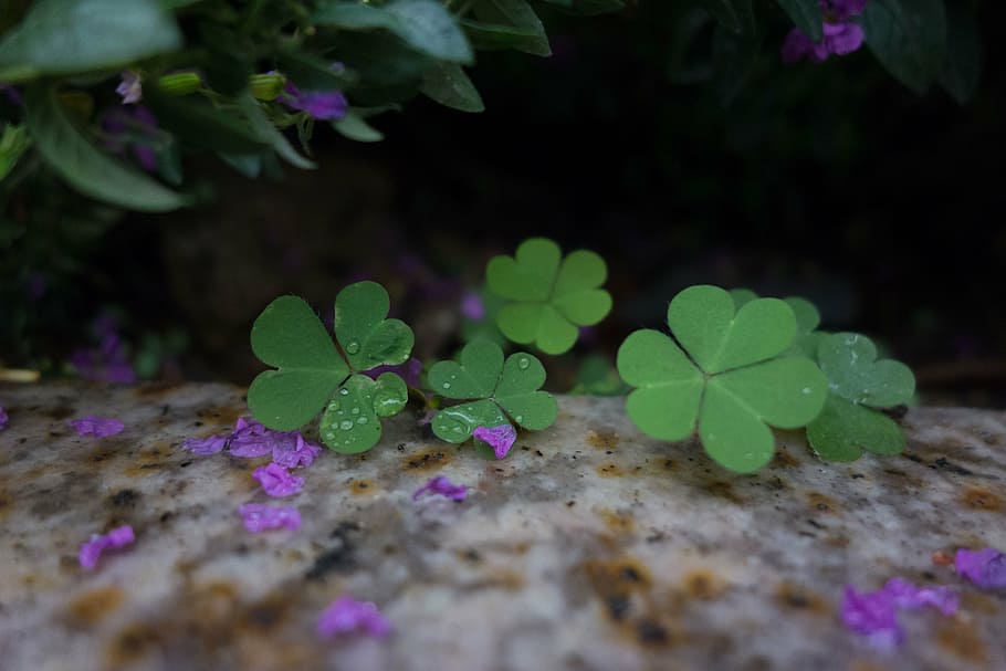 green, clover, leaf, plants, selective focus, growth, nature HD wallpaper