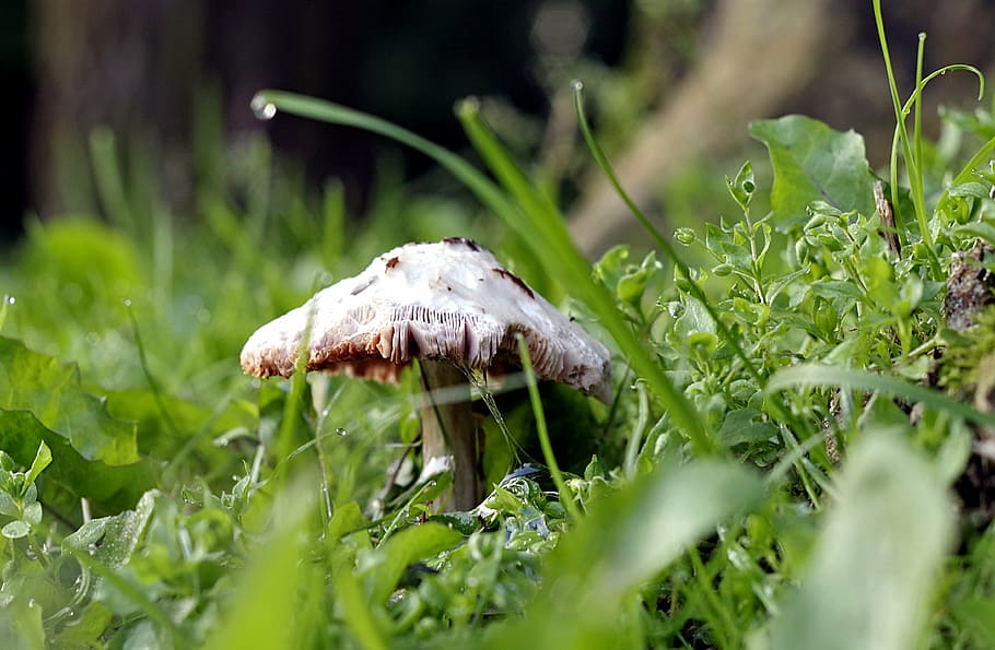 mushroom, grass, macro, single, forest, lawn, meadow, green HD wallpaper