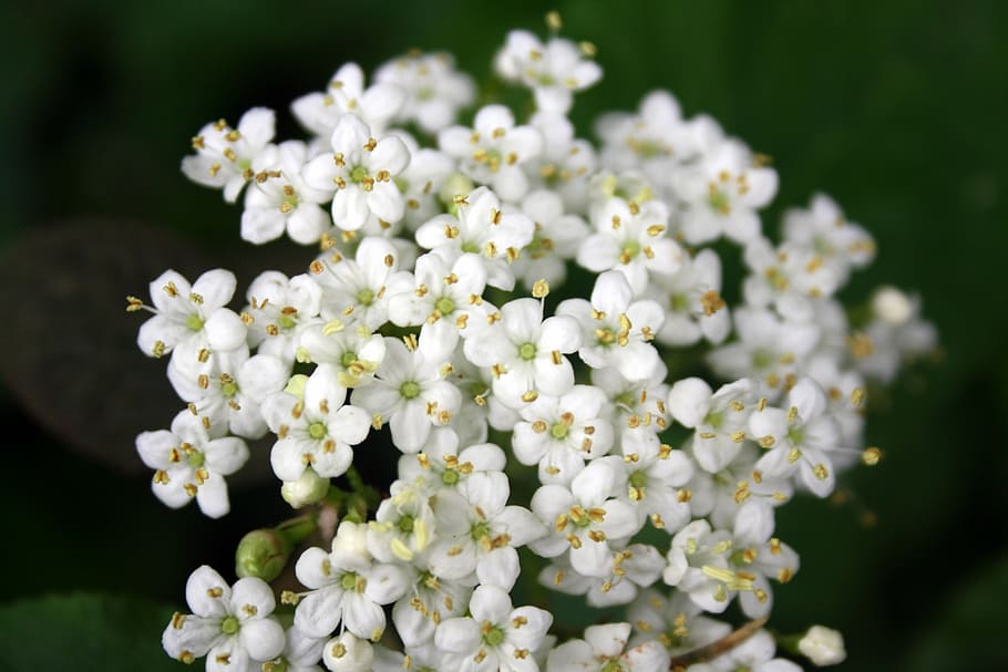 elder, blossom, bloom, white, inflorescence, flower, flowering plant HD wallpaper